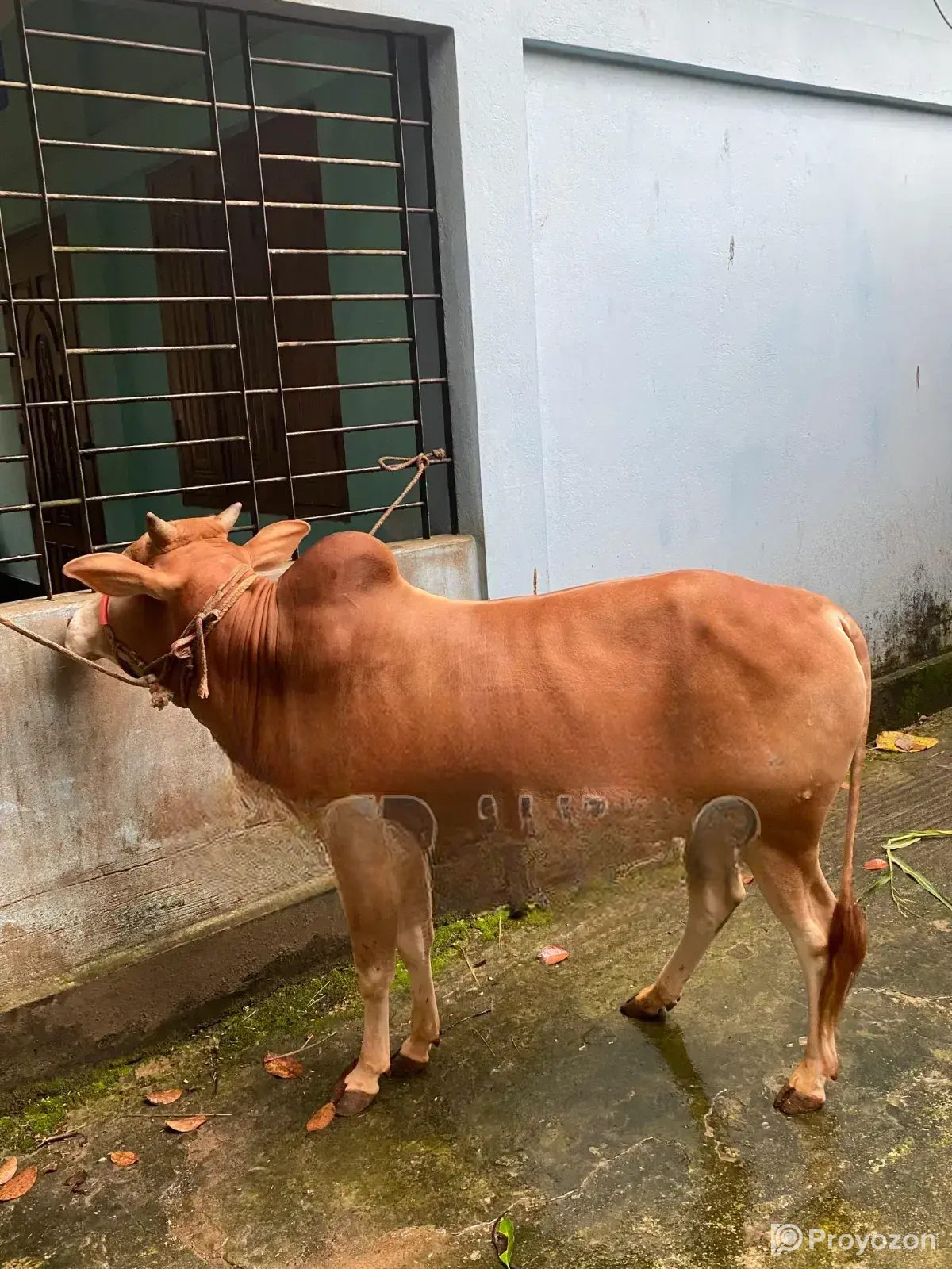 Desi Goru