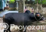 Desi Goru