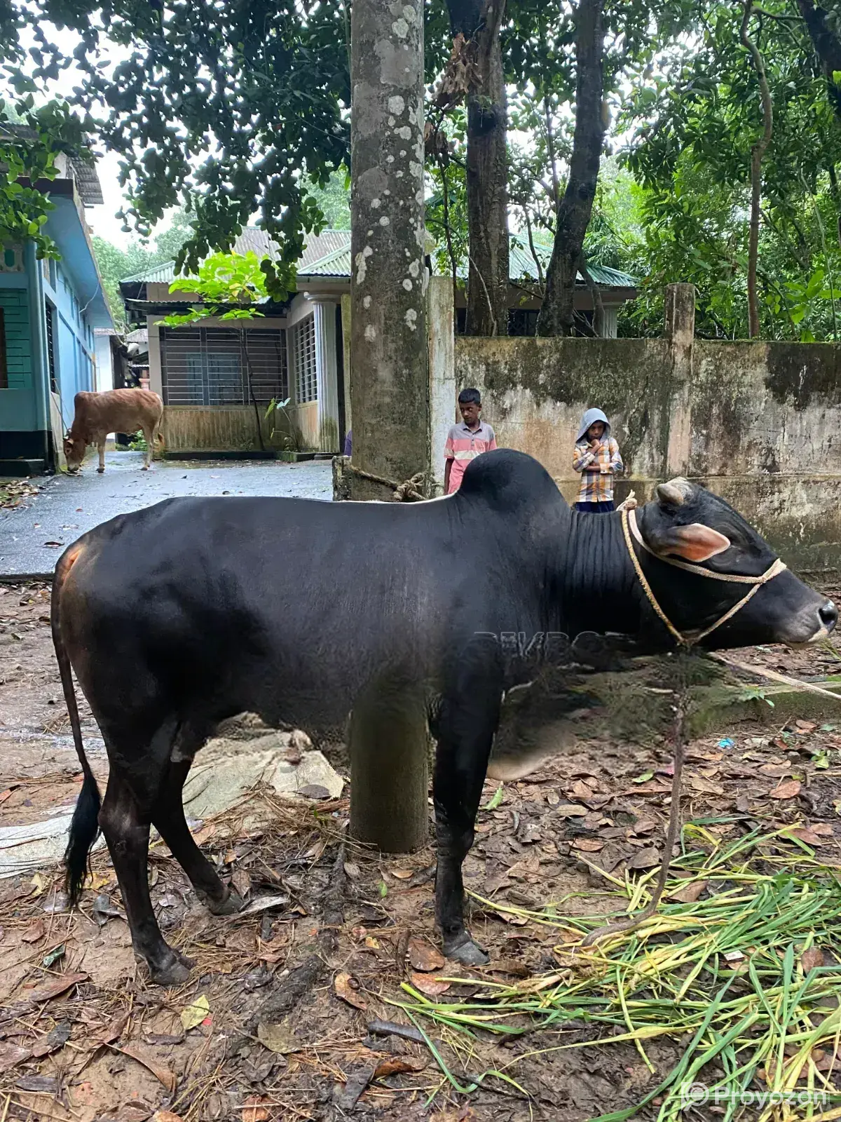 Desi Goru