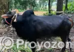 Desi Goru