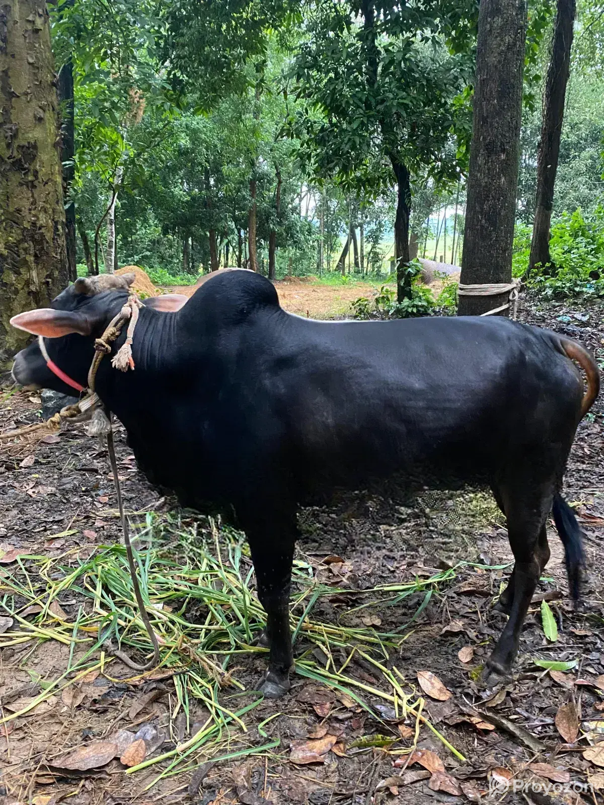 Desi Goru