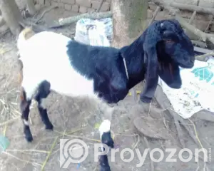 4549539_MTIyNC0xMTU0LTAzMzA4ZGY4ZTY_2026-05-24_18-12-46