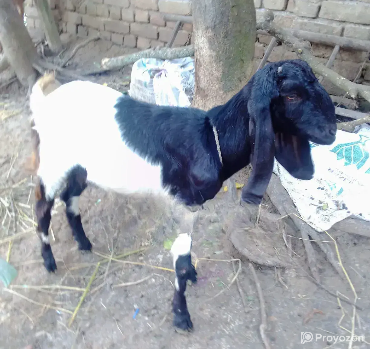 A Beautiful Baby Goat for Sale