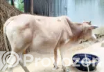 Qurbani Cow (Dama)