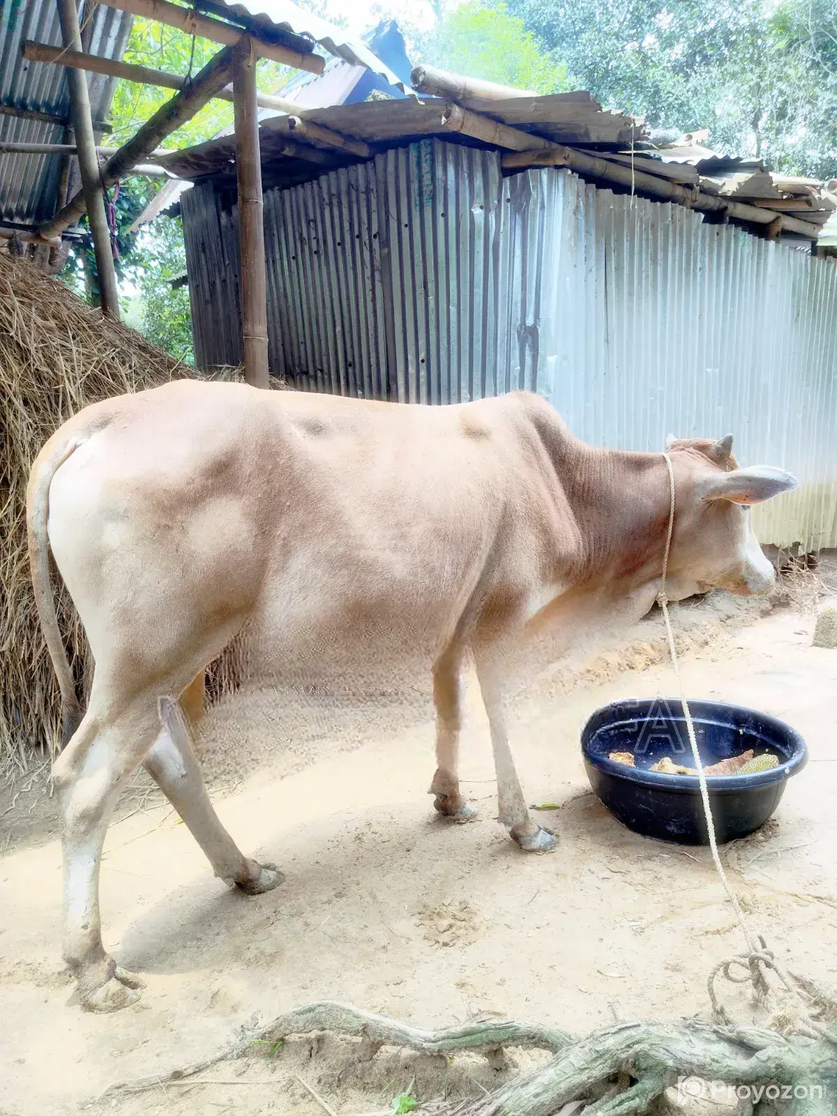Qurbani Cow (Dama)