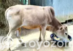 Qurbani Cow (Dama)