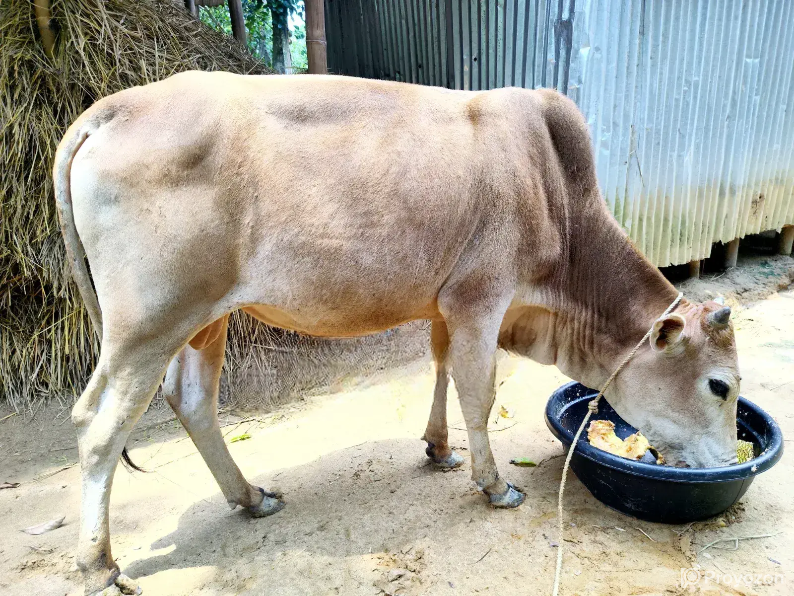 Qurbani Cow (Dama)