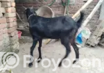 Large Goat for Sale, Estimated Weight 35 to 45 kg