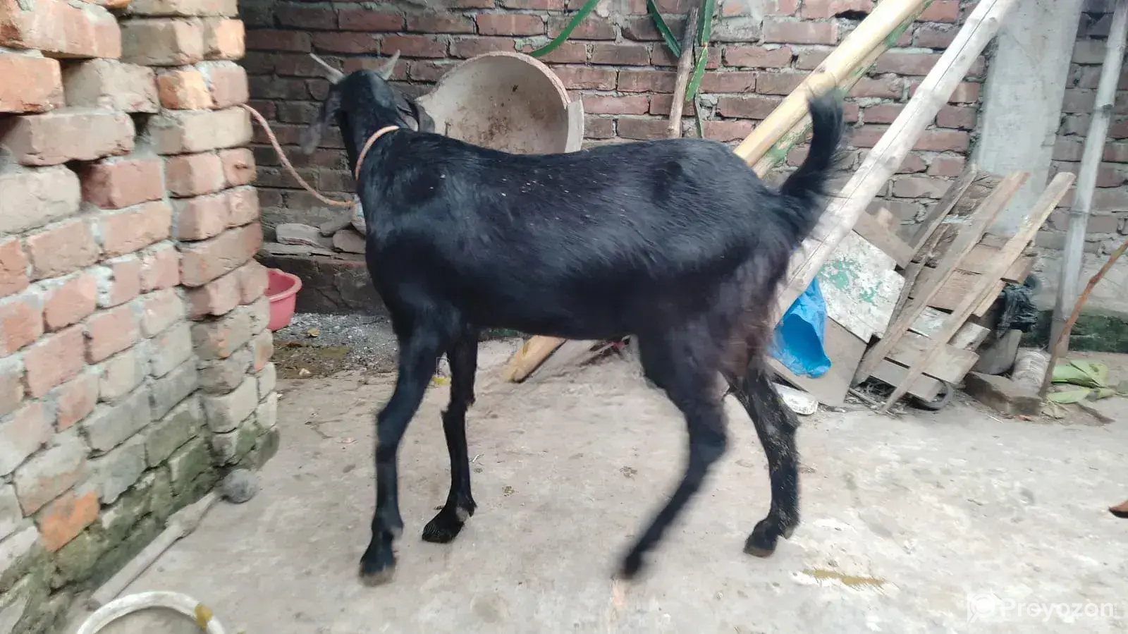 Large Goat for Sale, Estimated Weight 35 to 45 kg