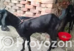 Large Goat for Sale, Estimated Weight 35 to 45 kg