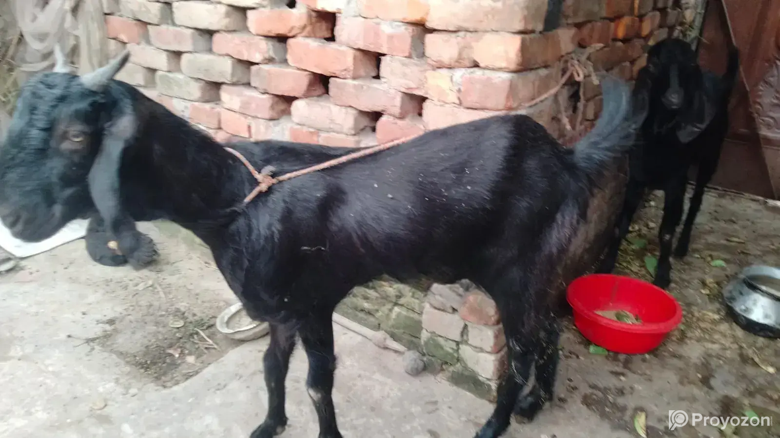 Large Goat for Sale, Estimated Weight 35 to 45 kg