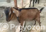High-Quality Castrated Goat