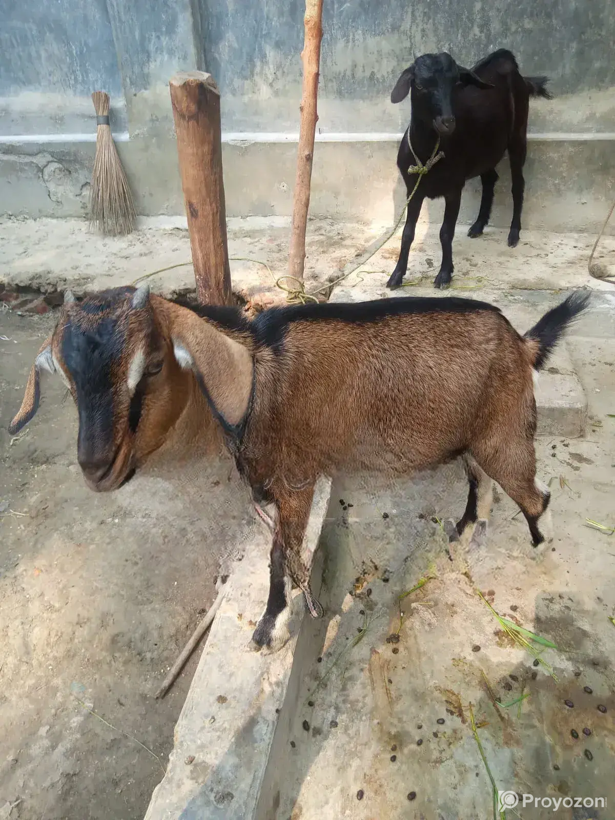 High-Quality Castrated Goat