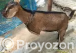 High-Quality Castrated Goat