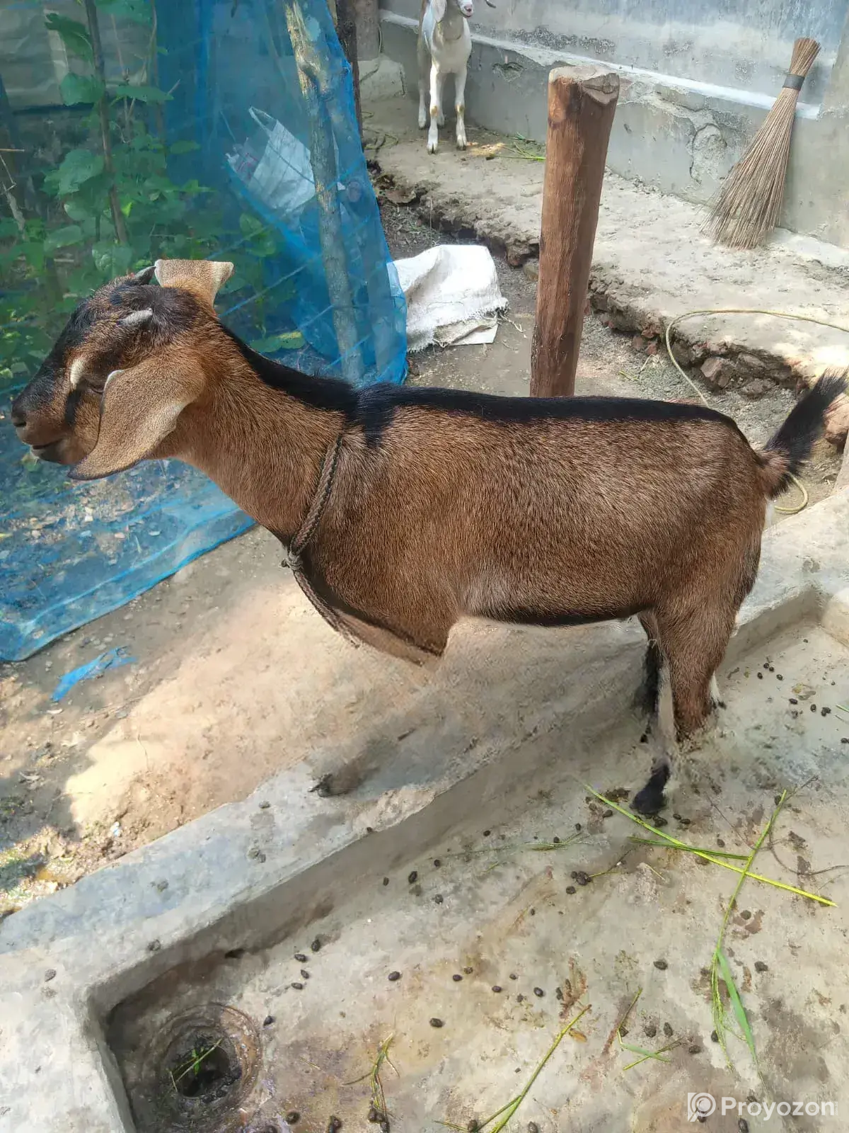 High-Quality Castrated Goat