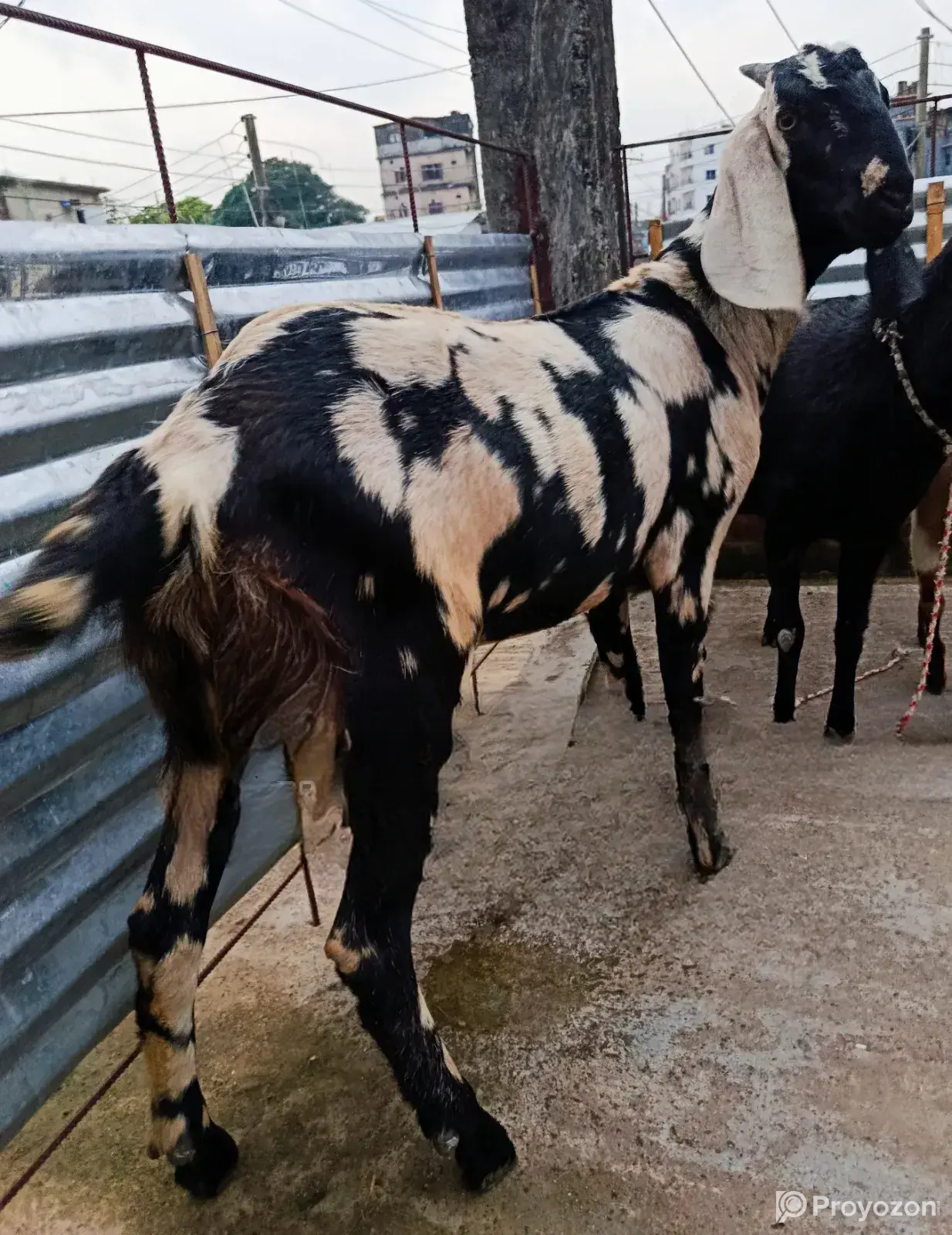 Raised at home since small. Healthy and strong, come and see for