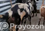 Raised at home since small. Healthy and strong, come and see for