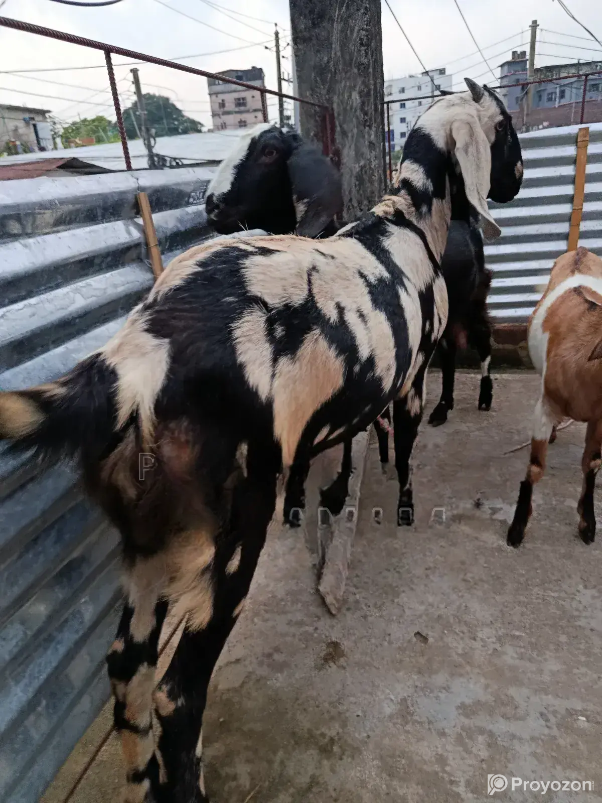 Raised at home since small. Healthy and strong, come and see for