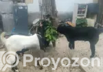 2 Goats Raised at Home