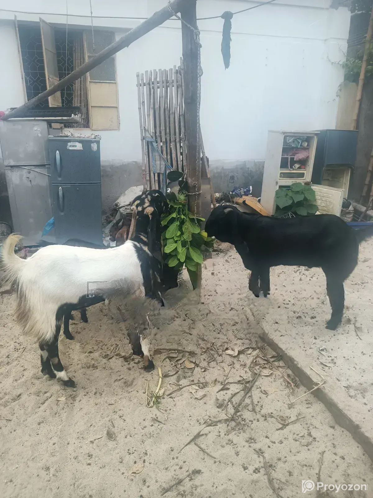 2 Goats Raised at Home