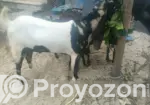2 Goats Raised at Home