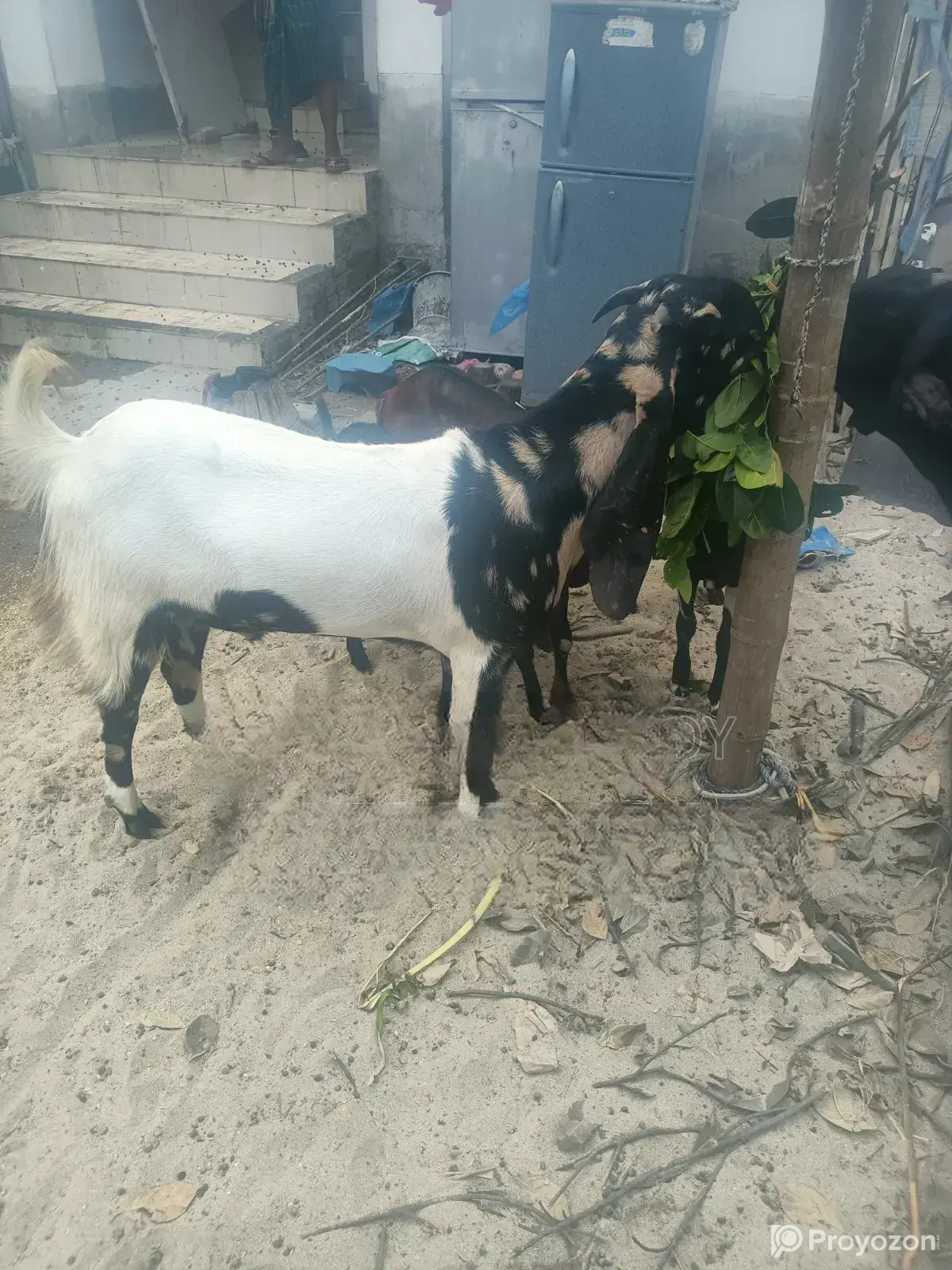 2 Goats Raised at Home