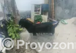 2 Goats Raised at Home