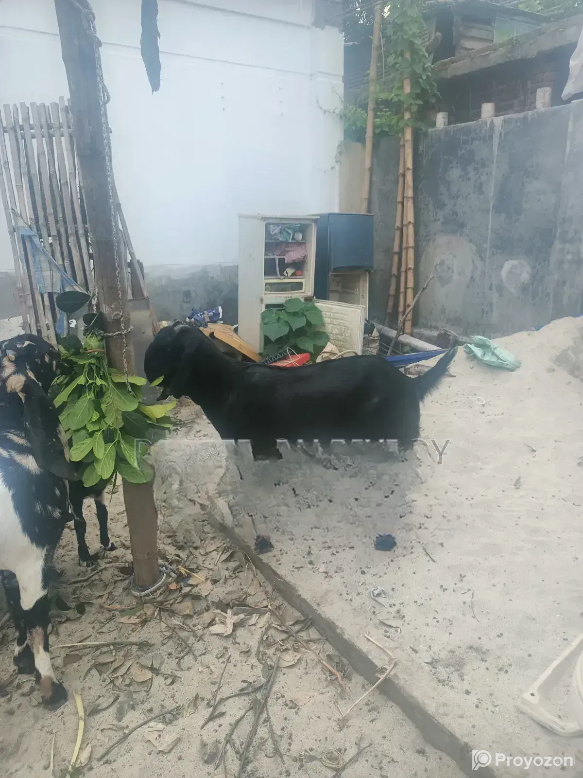 2 Goats Raised at Home