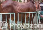 Gujarati Gir Bull for Sale