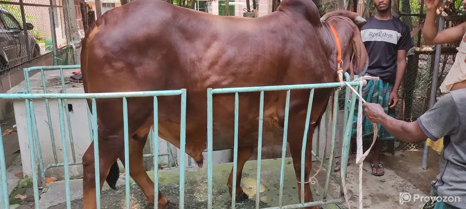 Gujarati Gir Bull for Sale