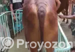 Gujarati Gir Bull for Sale