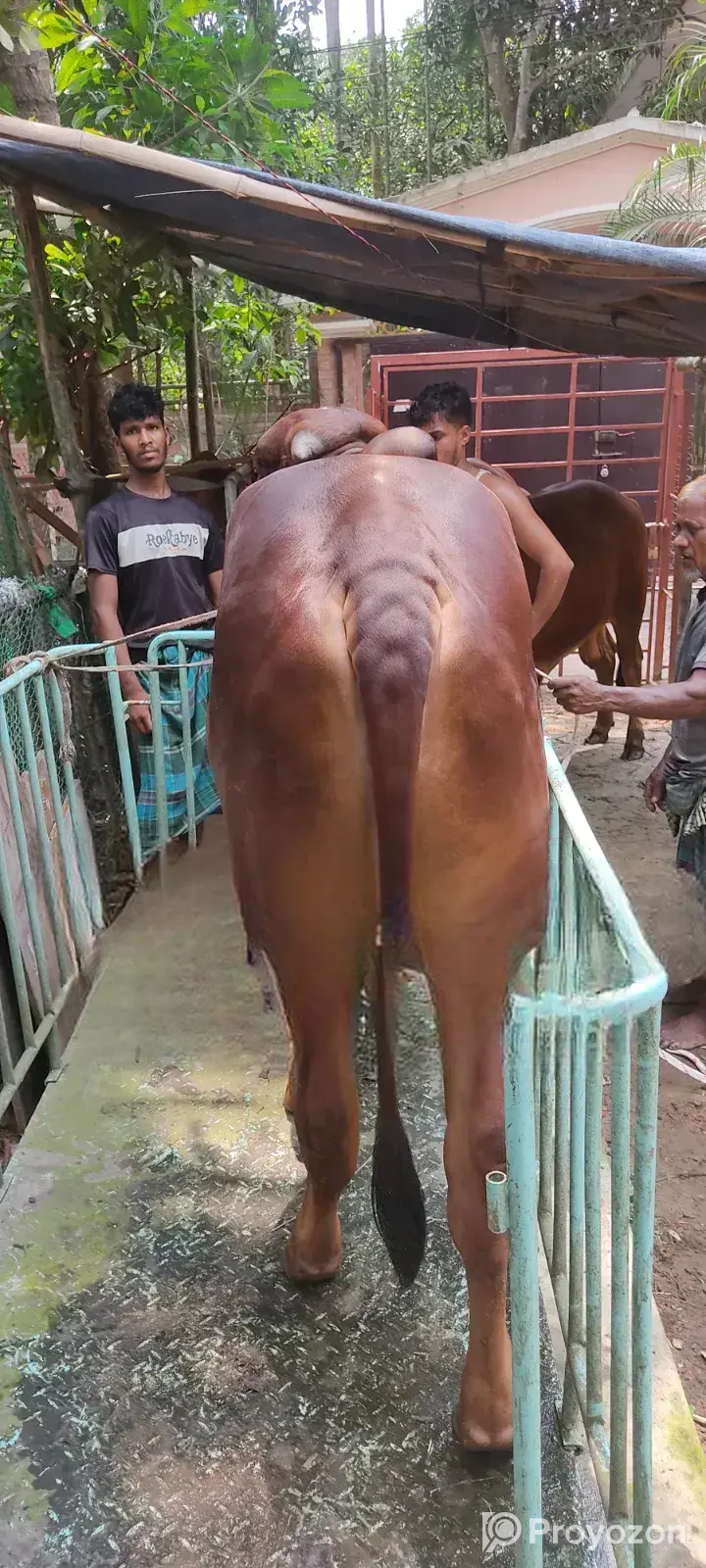 Gujarati Gir Bull for Sale