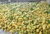 সুইট থাই কাটিমন আম