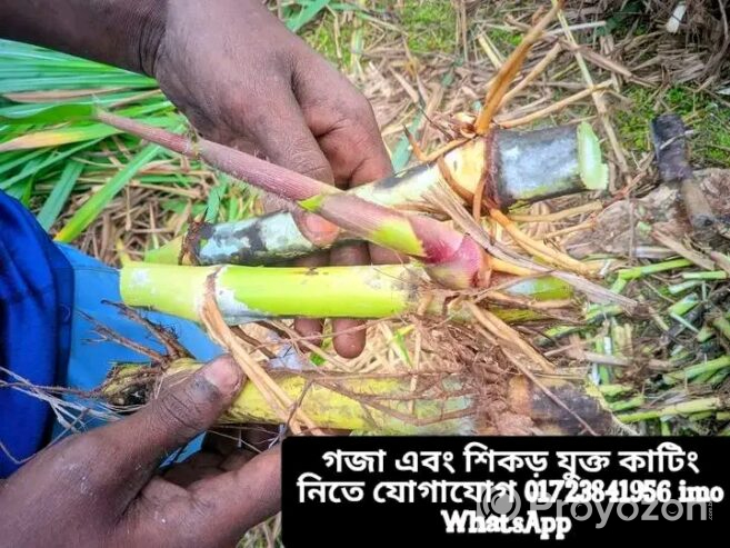 জারা১ হাইব্রিড জাতের ঘাসের চারা বিক্রি হবে