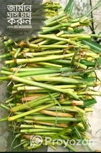 জারা১ হাইব্রিড জাতের ঘাসের চারা বিক্রি হবে