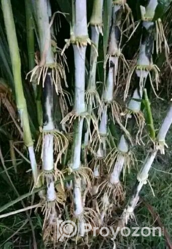 জারা -১ হাইব্রিড ঘাসের পরিপক্ক ১০০০ কাটিং নিল
