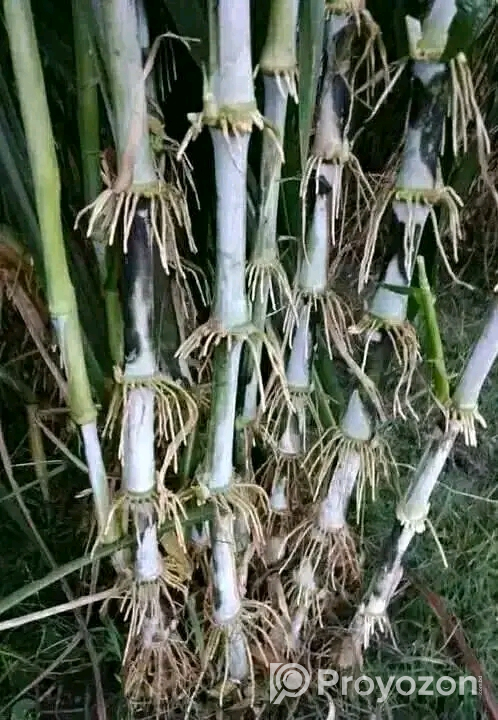 জারা -১ হাইব্রিড ঘাসের পরিপক্ক ১০০০ কাটিং নিল