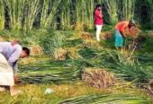 জারা -১ হাইব্রিড ঘাসের পরিপক্ক ১০০০ কাটিং নিল