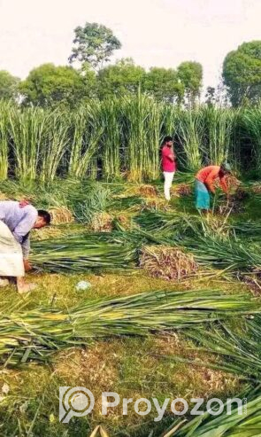 জারা -১ হাইব্রিড ঘাসের পরিপক্ক ১০০০ কাটিং নিল