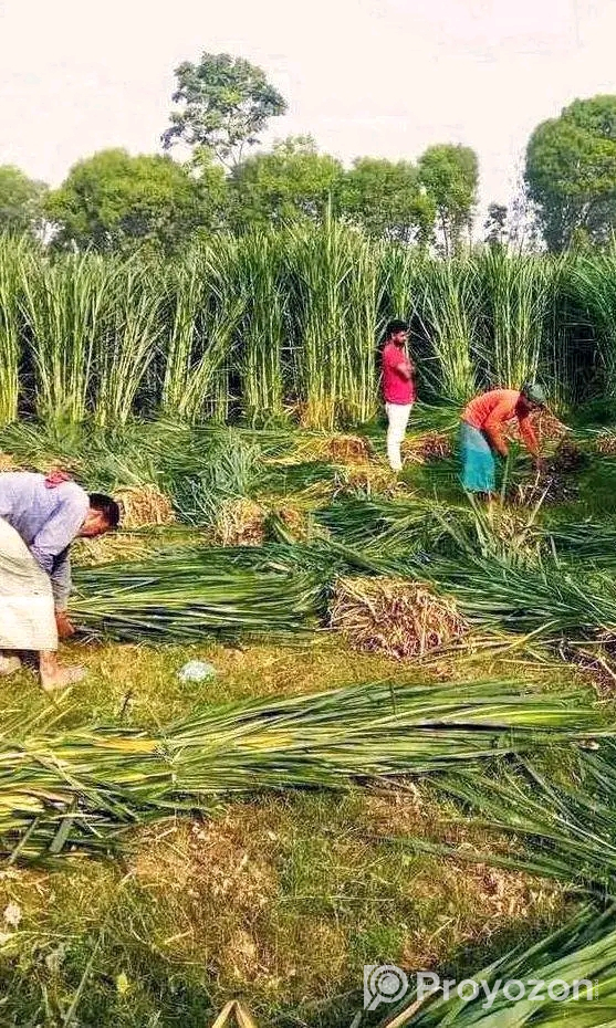 জারা -১ হাইব্রিড ঘাসের পরিপক্ক ১০০০ কাটিং নিল