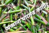 জারা -১ হাইব্রিড ঘাসের পরিপক্ক ১০০০ কাটিং নিল