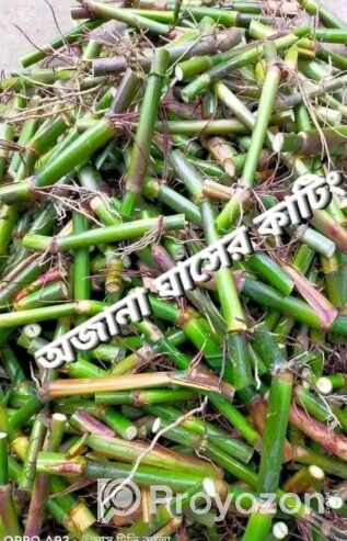 জারা -১ হাইব্রিড ঘাসের পরিপক্ক ১০০০ কাটিং নিল