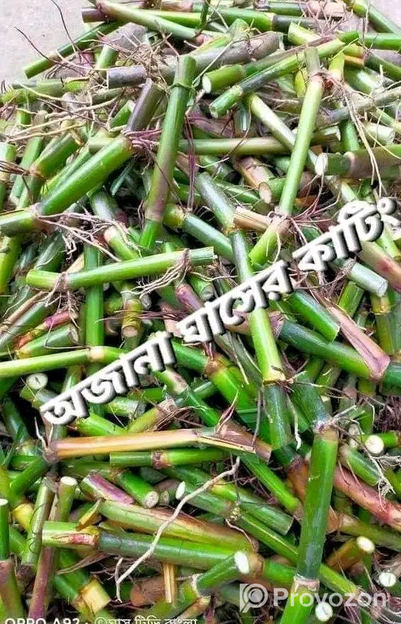 জারা -১ হাইব্রিড ঘাসের পরিপক্ক ১০০০ কাটিং নিল
