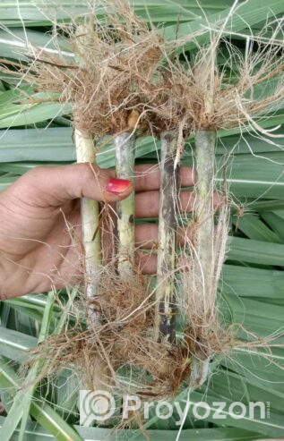 জারা -১ হাইব্রিড ঘাসের পরিপক্ক ১০০০ কাটিং নিল