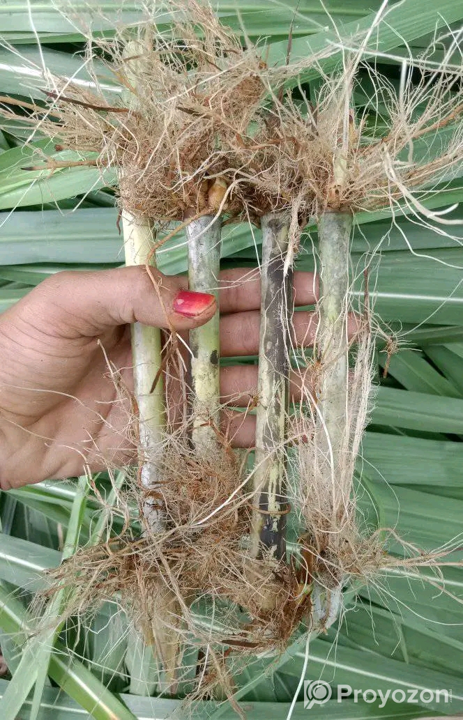 জারা -১ হাইব্রিড ঘাসের পরিপক্ক ১০০০ কাটিং নিল