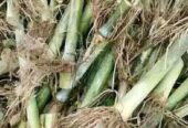 জারা -১ হাইব্রিড ঘাসের পরিপক্ক ১০০০ কাটিং নিল