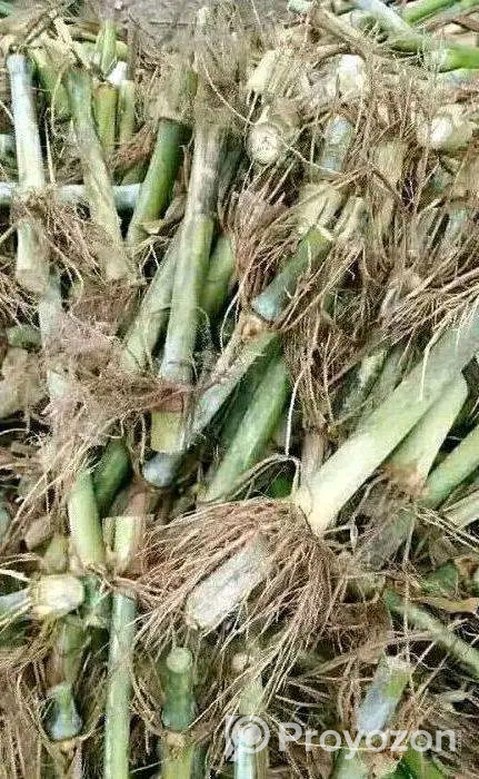 জারা -১ হাইব্রিড ঘাসের পরিপক্ক ১০০০ কাটিং নিল
