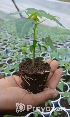 হাইব্রিড পেপে চারা মজুদ আছে।