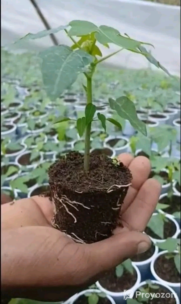 হাইব্রিড পেপে চারা মজুদ আছে।