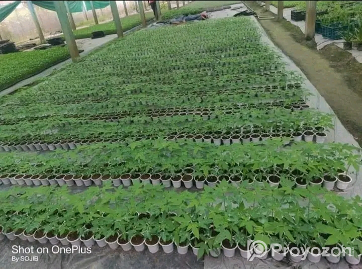 হাইব্রিড পেপে চারা মজুদ আছে।